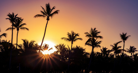 Naklejka premium Palm trees silhouette at sunset on tropical island with sunrays