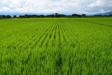 Obraz premium 初夏の水田