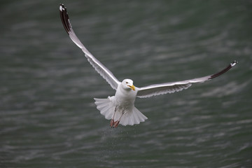 A large European herring gull (Larus argentatus) flying infront of the village Hundested in Denmark.