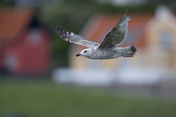 A large European herring gull (Larus argentatus) flying infront of the village Hundested in Denmark.