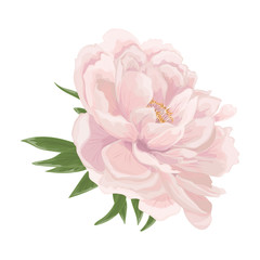 Beautiful Peony flower isolated on white background. Vector illustration. EPS 10