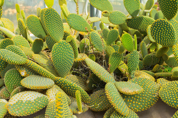 Blind Prickly Pear Cactus or Opuntia rufida in the botanical garden.