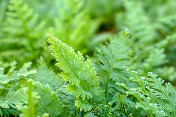 Closeup and crop spike moss background and wallpaper.