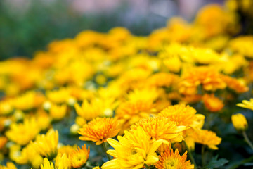 Closeup and crop yellow flowers in the garden background and wallpaper.