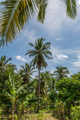 Naklejka na ściany i meble Coconut trees covered with coconuts, Bali, Indonesia