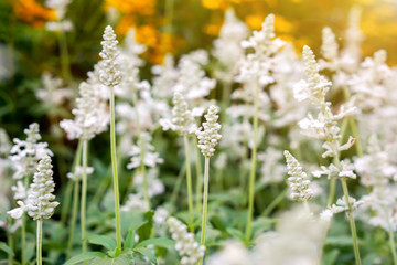 Closeup and crop little grassland flowers on blurry yellow flowers garden and sun flare background.