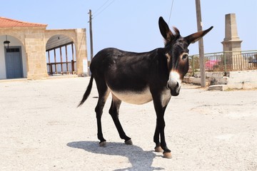 Cyprus Wildlife, Cyprus Wild Donkey