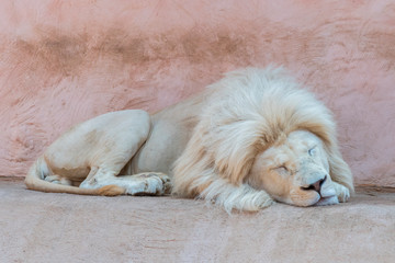 Lion sleeping in the zoo. The Sleeping Lion