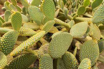 Blind Prickly Pear Cactus or Opuntia rufida in the botanical garden.