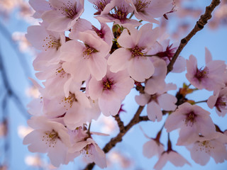 close up pink cherry blossom flowers on blue sky background