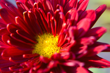 A beautiful and fresh red color flower close up