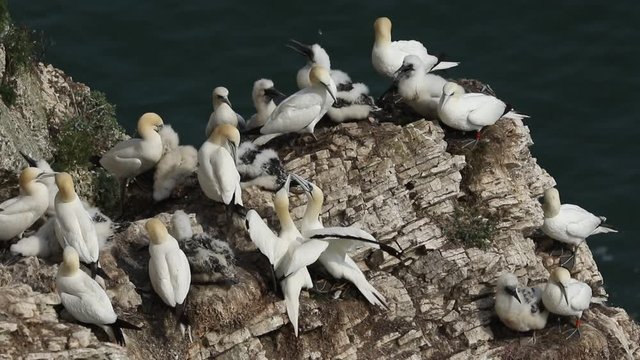 A breeding colony of magnificent Gannet, Morus bassanus, nesting on Bempton cliffs, in Yorkshire UK.