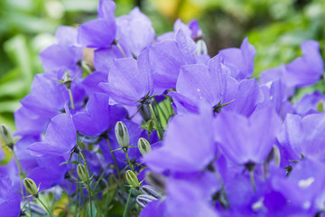 Blossoming Campanula carpatica in garden. Beautiful blue flowers of the Campanula carpatica.