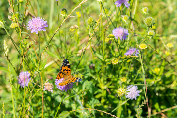 Butterfly on a purple flower on the field. close up