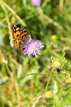 Butterfly on a purple flower on the field. close up. vertical photo