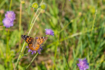 Butterfly on a flower in a field. Butterfly On Grass Field With Warm Light
