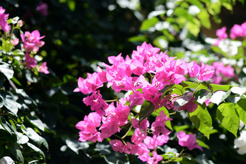 Gorgeous bougainvillea blooming in the summer garden close-up