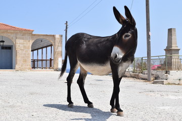 Cyprus Wildlife, Cyprus Wild Donkey