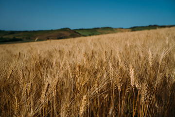Wheat field Tuscany, Italy, Europe. Rural scenery. Background of ripening of wheat field. Rich harvest concept.