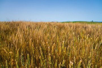 Beautiful and miraculous colors of green and golden autumn landscape of Tuscany, Italy. Golden wheat fields, green meadows and hills. Harvest season.Holiday, traveling concept.