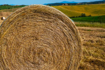 Wheat field. Golden wheat. Beautiful nature landscape Tuscany, Italy, Europe. Rural scenery. Background of ripening ears of wheat field. Rich harvest concept.