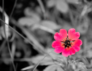 A beautiful pink color flower