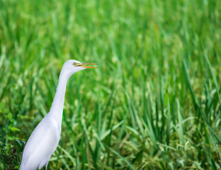 A swan in the village fields