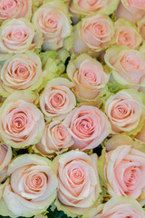 Beige roses background. White roses horizontal seamless pattern. White roses arrangement. vertical photo
