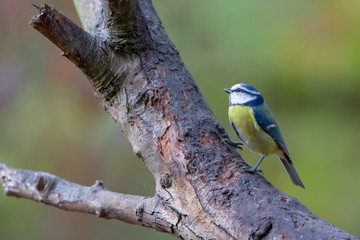 Blue Tit (Cyanistes caeruleus) in the forest in the nature protection area Moenchbruch near...