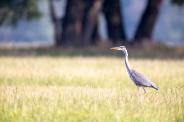 Grey Heron (Ardea cinerea) on a meadow in the nature protection area Moenchbruch near Frankfurt,...