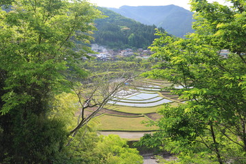 和歌山　あらぎ島