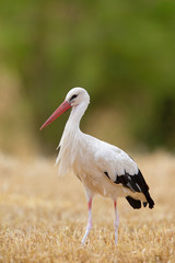 White Stork (Ciconia ciconia) searching for food on a stubble field near Frankfurt, Germany.