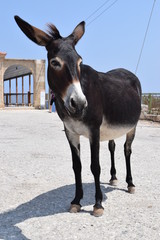 Cyprus Wildlife, Cyprus Wild Donkey
