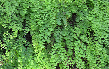 Black Maidenhair fern (Adiantum capillus-veneris) in waterfalls and riverbanks. Natural fresh green leaves Maidenhair fern. Ornamental green plant wall background.