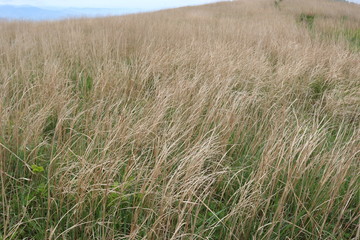 和歌山　生石高原