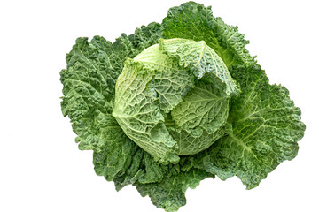 Fresh green savoy cabbage isolated on white background - High Angle View