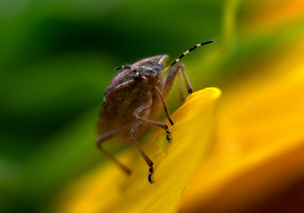 Bug in macro view with green and yellow background bokeh