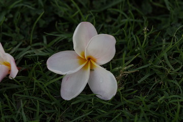 parque de malaga plumaria plumeria flor tropical exotica