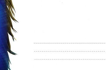 The postcard  the wings feathers on white backgound.