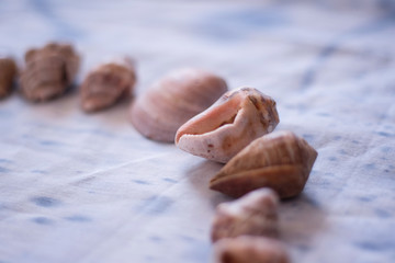 close up of a collection of treasures of the sea