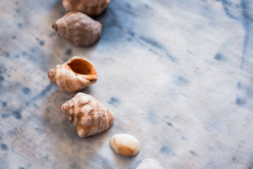 treasures of the sea