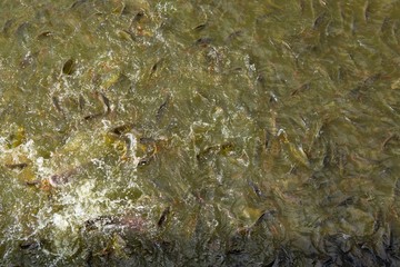 Fish eating food in Thailand