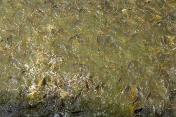 Fish eating food in Thailand