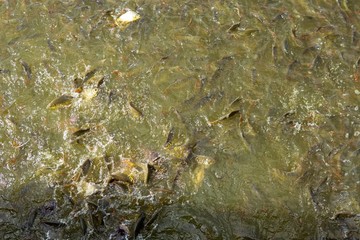 Fish eating food in Thailand