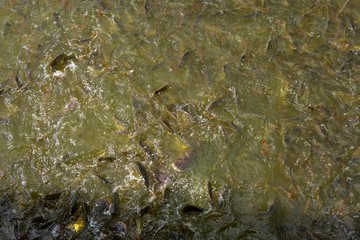 Fish eating food in Thailand