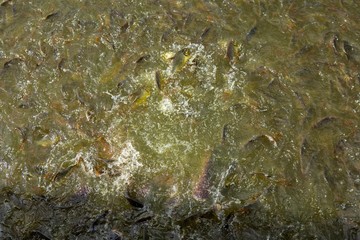 Fish eating food in Thailand