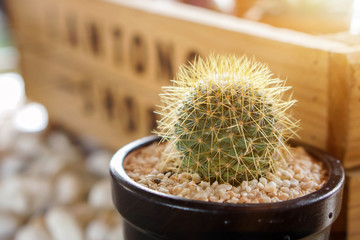 A small cactus in a black pot. Decoration in the garden.