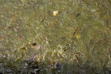 Fish eating food in Thailand