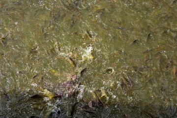 Fish eating food in Thailand