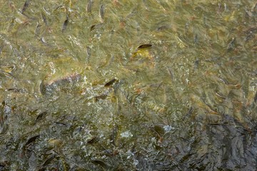 Fish eating food in Thailand